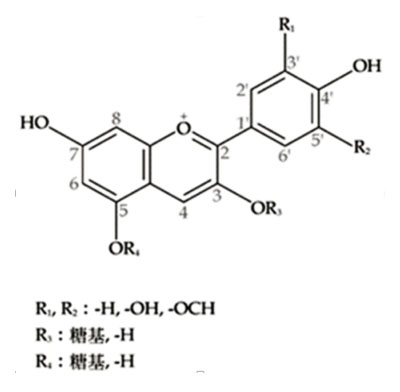 花青素